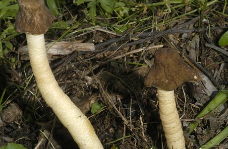 Fingerhutverpel (Verpa digitaliformis) - © Heinz Prelicz
